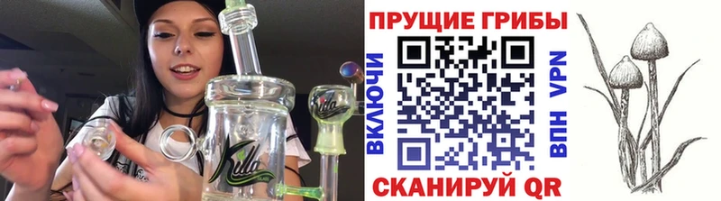 Псилоцибиновые грибы Psilocybine cubensis  Чулым 